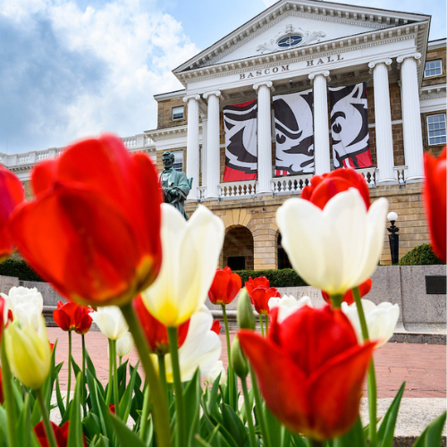 Tulips in front of Bascom Hall with a Bucky Badger banner